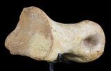 Tyrannosaur Toe Bone On Stand - Aguja Formation, Texas #51398-5